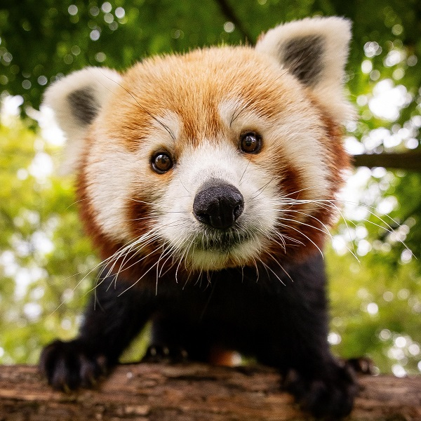 Red panda, penguin and more