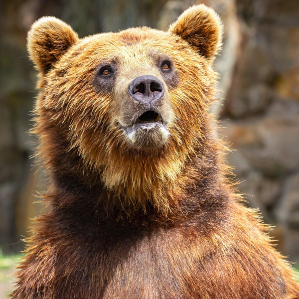 Lieblingstierbesuch - Braunbär