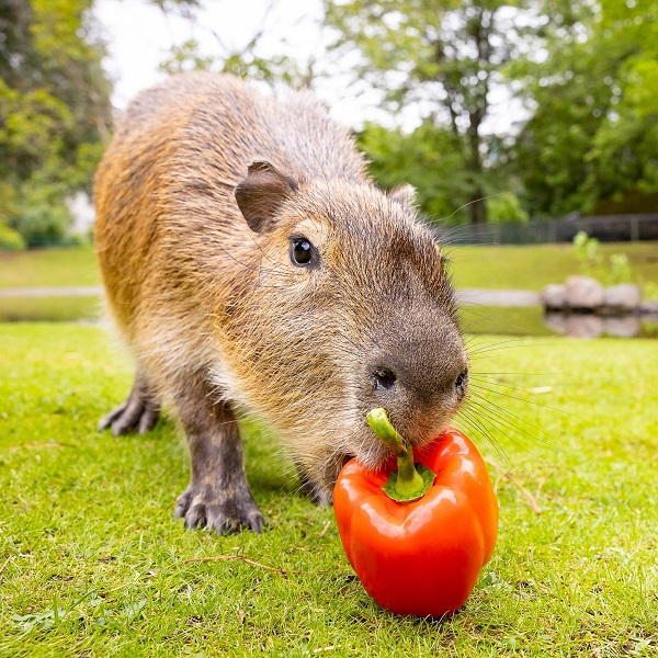 Animal encounters