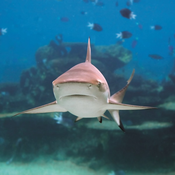 Aquarium day tickets