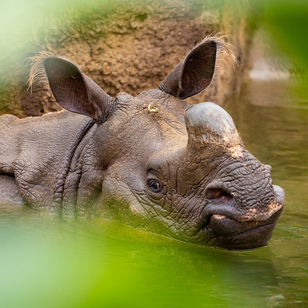 Animal encounter - Indian rhino