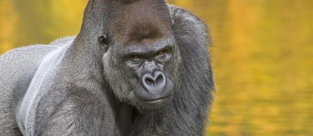 Design: Gorilla