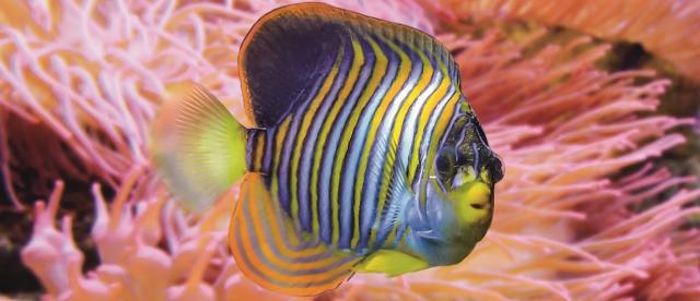 Design: Kaiserfisch
